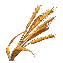 Wheat