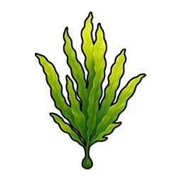 Seaweed