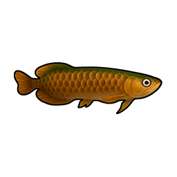 Moss Arowana
